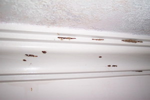 除白蟻-天花板邊條